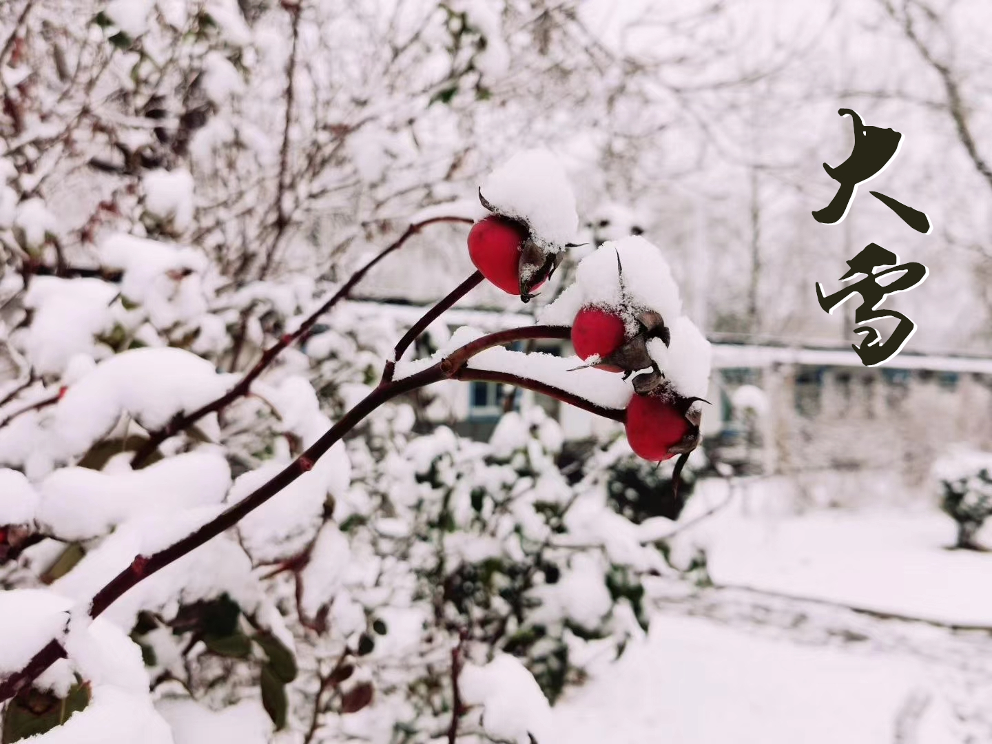 大雪 ▎萬象曉一色，皓然天地中