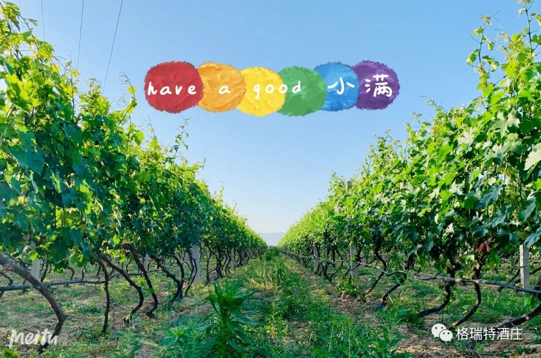 記錄小滿時(shí)節(jié)的酒莊、怎一美字了得！