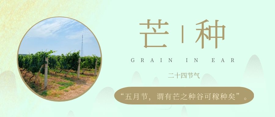 芒種 ▎風(fēng)吹葡園浪，蟬鳴夏始忙