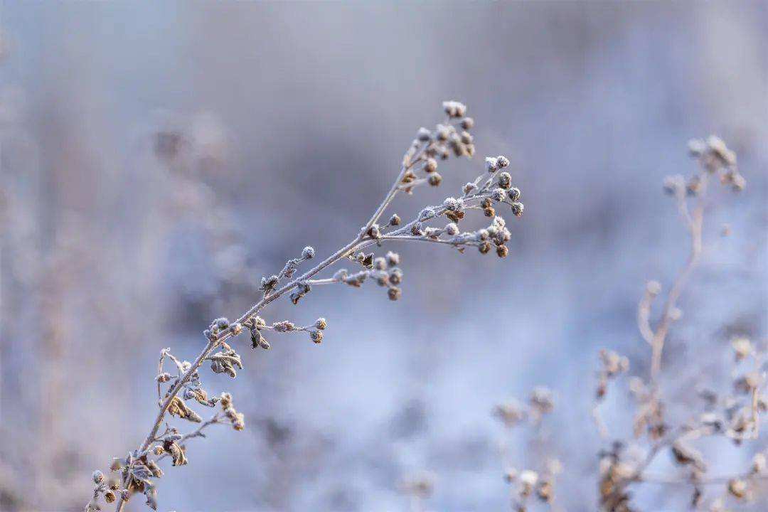 小雪 ▎冬藏萬物，歲月沉香