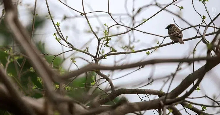 雨水||絲絲春雨潤(rùn)萬(wàn)物，杯杯美酒暖人心